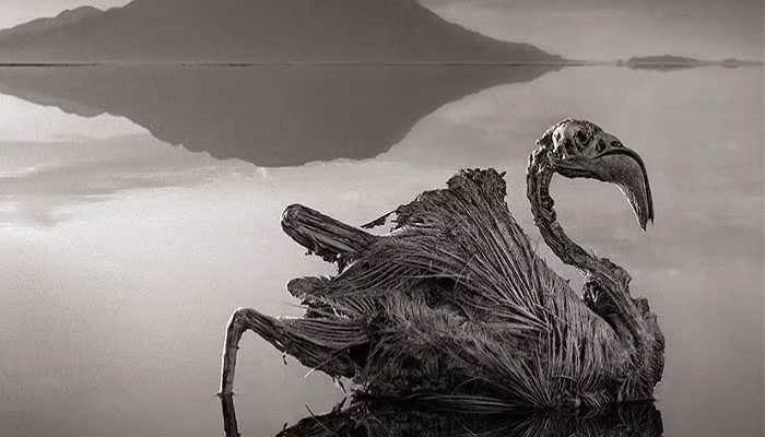 2. Hồ Natron Tìm kiếm những nơi kỳ lạ nhất trên trái đất? Bạn nghĩ sao về chiếc hồ đáng sợ nằm ở Tazania, châu Phi này? Động vật chết trong hồ được biến thành tượng, thông qua quá trình vôi hóa. Sự hiện diện của khối lượng lớn bicarbonate natri đảm bảo chúng biến thành xác ướp. Và vì độ kiềm cao, hồ có màu đỏ. Đây là lý do tại sao hồ này còn được gọi là Hồ ma. Bất chấp tất cả nó là bãi chăn thả ưa thích cho những con thiên nga và hồng hạc nhỏ.