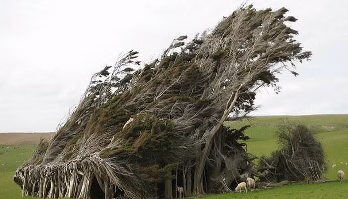 4. Điểm dốc – Slope Point Slope Point là điểm cực nam South Island, New Zealand. Khu rừng ở đây là nơi có những cây bị xoắn và bị nghiêng theo chiều gió vĩnh viễn nhờ những cơn gió mạnh ở Nam Cực. Gió nhiều? Đây là một trong những nơi có nhiều gió nhất trên thế giới. Cảnh tượng ngày càng thêm ẩn tượng bởi những vách đá gồ ghề, bị xói mòn bởi những cơn gió mạnh theo thời gian. Nơi này được sử dụng để chăn nuôi cừu, mặc dù không có nhà xung quanh.