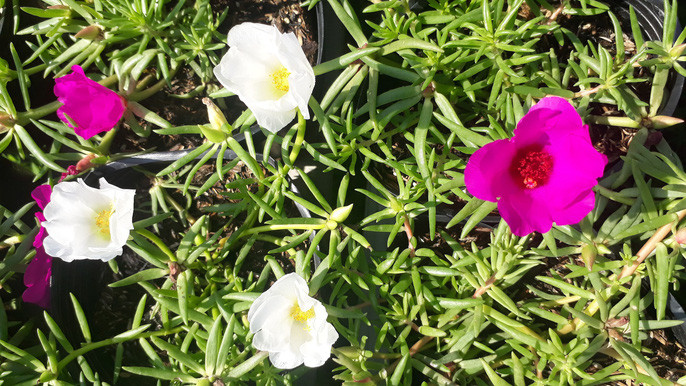 La doi hoa muoi gio no hoa ca ngay khong 