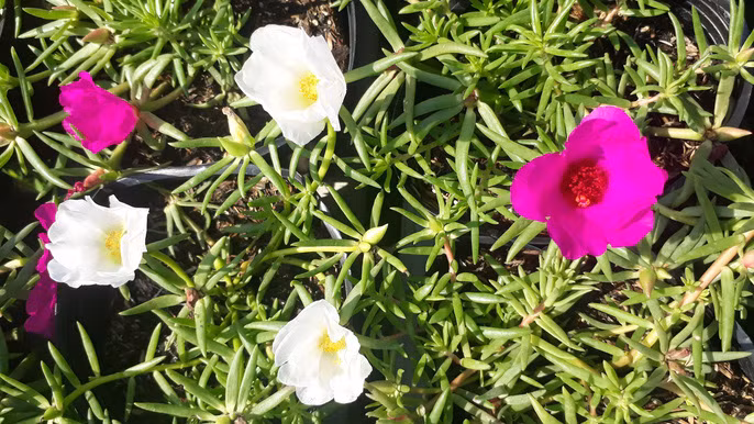 La doi hoa muoi gio no hoa ca ngay khong 