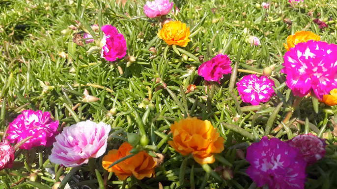 La doi hoa muoi gio no hoa ca ngay khong 