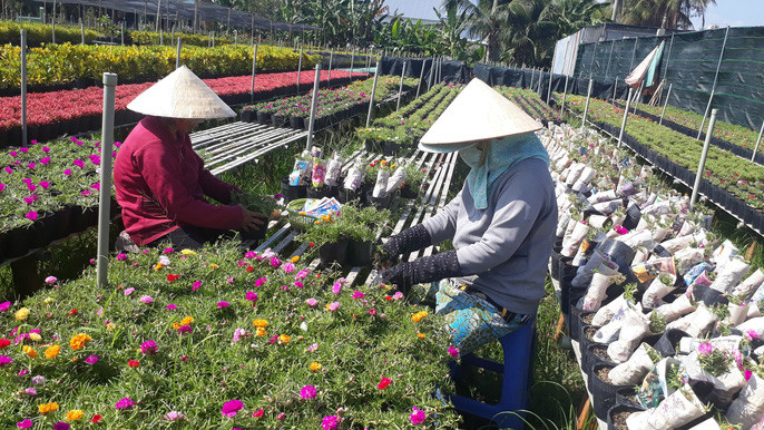 La doi hoa muoi gio no hoa ca ngay khong 