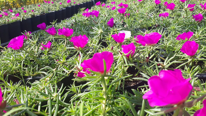 La doi hoa muoi gio no hoa ca ngay khong 