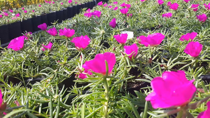 La doi hoa muoi gio no hoa ca ngay khong 