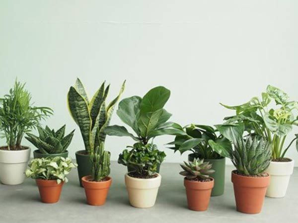 Nhung loi phong thuy “duoi” Than Tai ra khoi ngo, lam an that bai