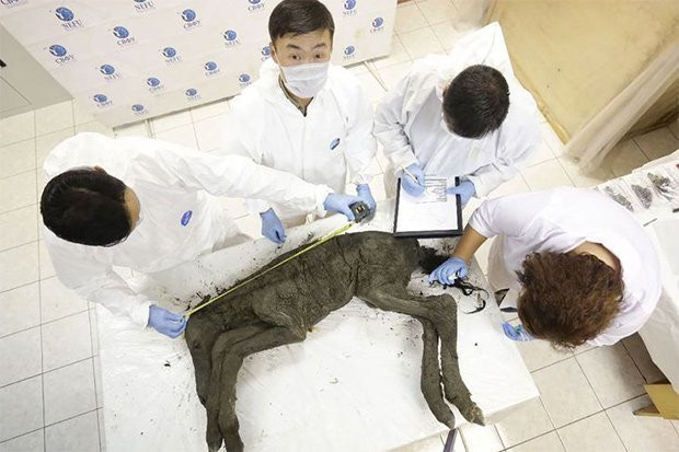 Các nhà khoa học Hàn Quốc và Nga đang tích cực chuẩn bị cho con ngựa nhân bản đầu tiên.