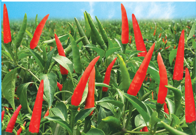 Nhe nhang thu 4 trieu/ngay nho ot chi thien