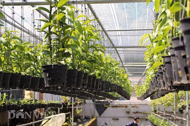 Vuon lan tram rong do dep nhu mo cua hot boy Lam Dong