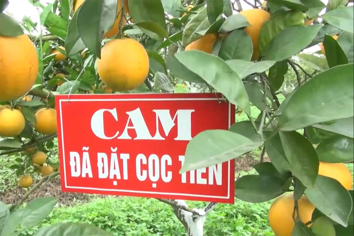 Cam 'tien Vua' 100 ngan/qua: Co tien mua khong noi