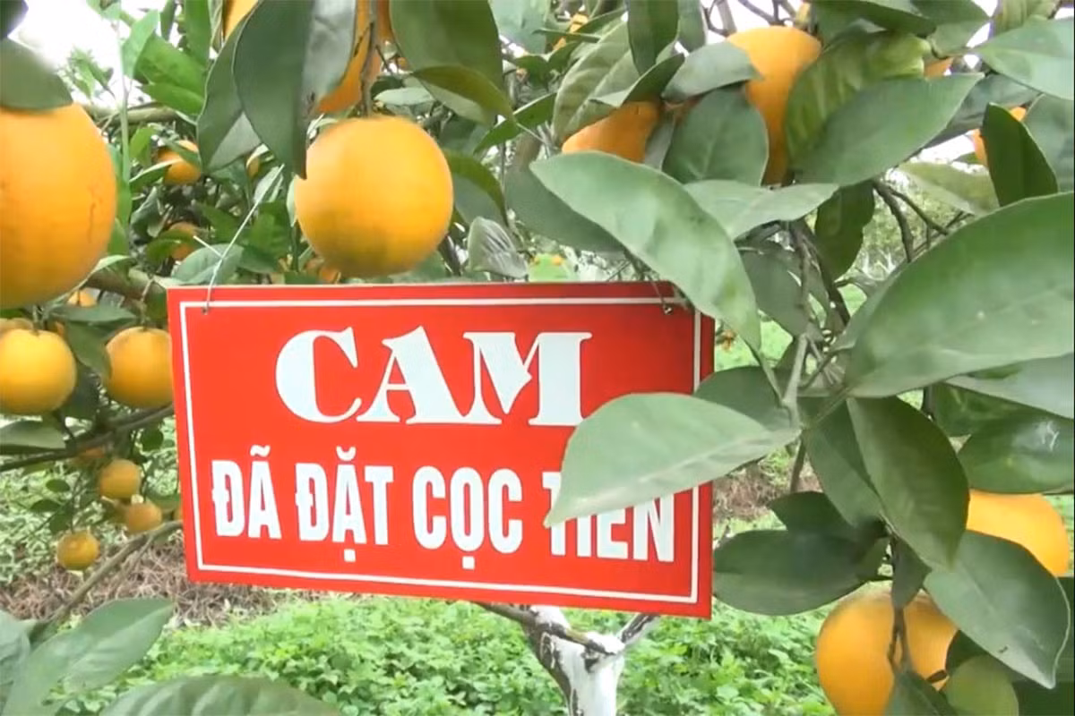 Cam 'tien Vua' 100 ngan/qua: Co tien mua khong noi