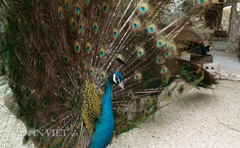 Bộ lông đuôi lấp lánh những hạt cườm là giá trị lớn nhật của một chú chim công xanh, loại này thường được nuôi ở các khu sinh thái, vườn thú với không gian lớn (Ảnh : Kim Cúc)