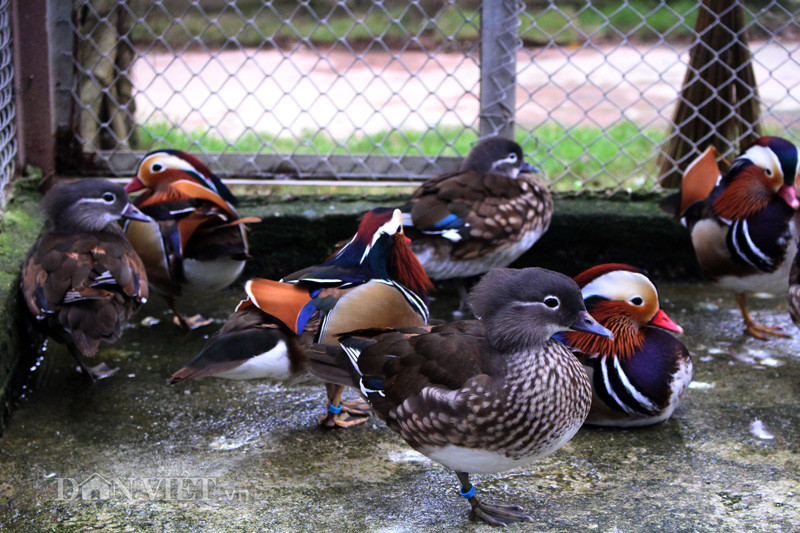 Cả vườn chim công, chim trĩ bảy màu về chơi cảnh.