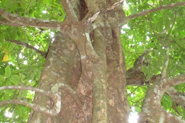 Bi an cay cua ra mau va dot nhang khong chay-Hinh-2