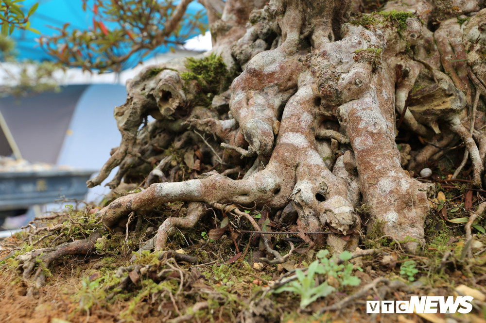 Bộ rễ của cây nổi hẳn lên mặt đất, thể hiện sự cổ kính. Theo nhiều khách tham quan, bộ rễ này do thiên nhiên tự tạo hiếm có cây thứ 2.