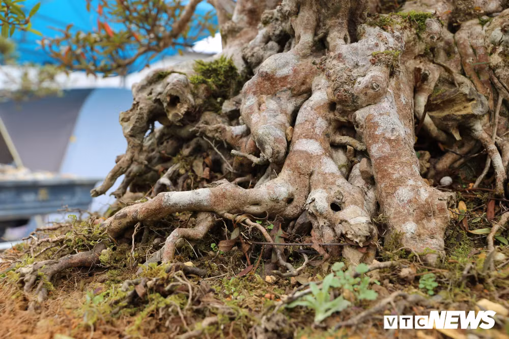 Bộ rễ của cây nổi hẳn lên mặt đất, thể hiện sự cổ kính. Theo nhiều khách tham quan, bộ rễ này do thiên nhiên tự tạo hiếm có cây thứ 2.