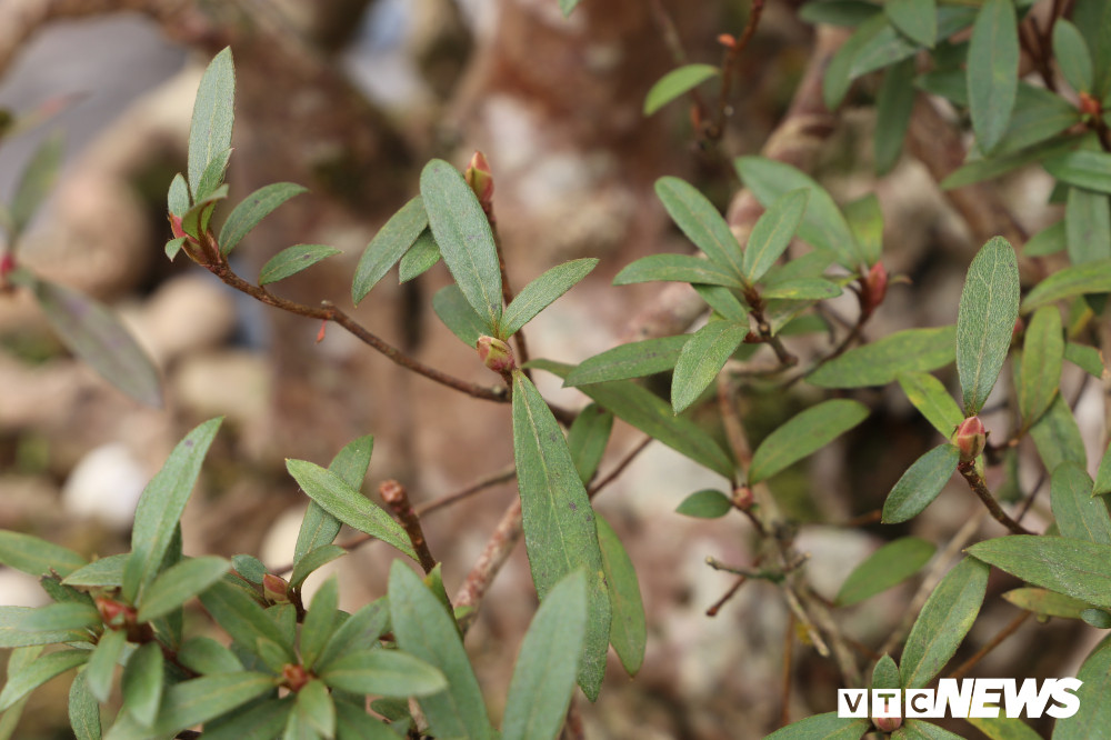 Hoa đỗ quyên đặc biệt ở chỗ, từ khi đâm nụ cho đến lúc nở hoa kéo dài tới 7 tháng. Vào mùa xuân, cây sẽ bung nở rực rỡ. Mỗi nụ sẽ bung ra 18 bông hoa to nhìn đẹp như quả tú cầu. Hoa đỗ quyên sai hoa, đỏ rực phủ kín từ gốc đến ngọn tạo nên một tác phẩm nghệ thuật tuyệt đẹp.