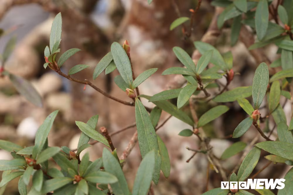 Hoa đỗ quyên đặc biệt ở chỗ, từ khi đâm nụ cho đến lúc nở hoa kéo dài tới 7 tháng. Vào mùa xuân, cây sẽ bung nở rực rỡ. Mỗi nụ sẽ bung ra 18 bông hoa to nhìn đẹp như quả tú cầu. Hoa đỗ quyên sai hoa, đỏ rực phủ kín từ gốc đến ngọn tạo nên một tác phẩm nghệ thuật tuyệt đẹp.