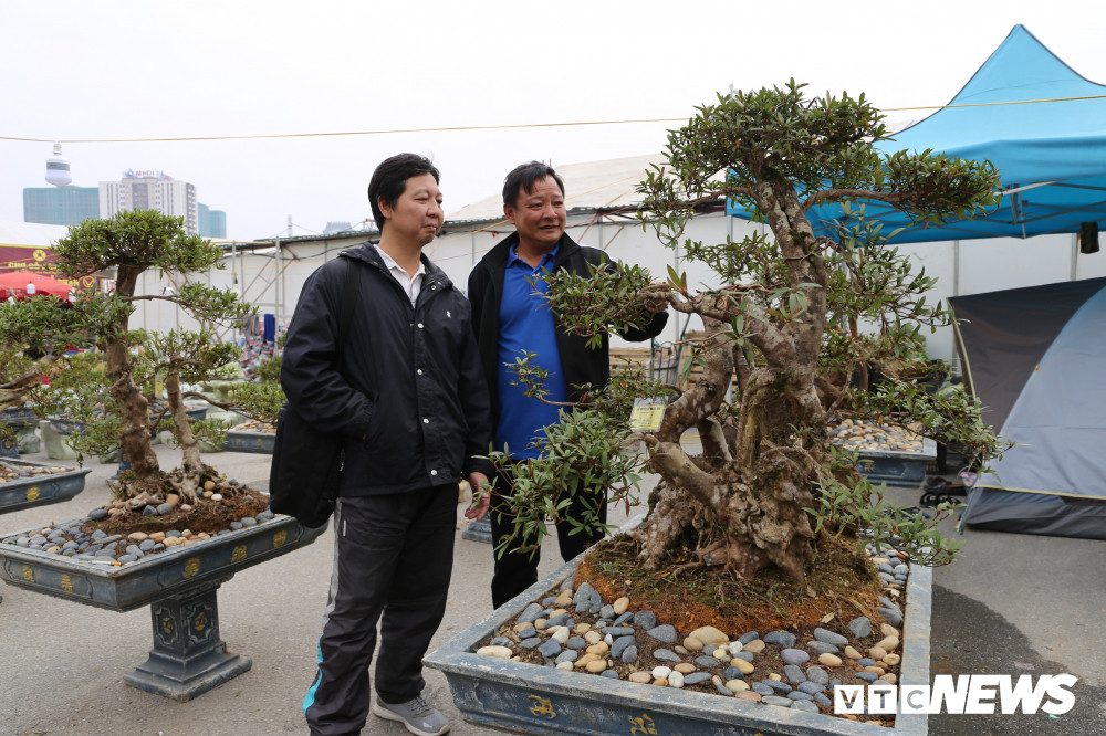 Chủ nhân của cây này cho biết, gia đình có trên 100 cây đỗ quyên nhưng đây là cây có tuổi đời lâu nhất. Cây có chiều cao 1,2m, đường kính gốc hơn 50cm.