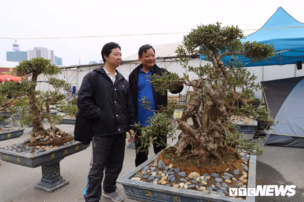 Chủ nhân của cây này cho biết, gia đình có trên 100 cây đỗ quyên nhưng đây là cây có tuổi đời lâu nhất. Cây có chiều cao 1,2m, đường kính gốc hơn 50cm.