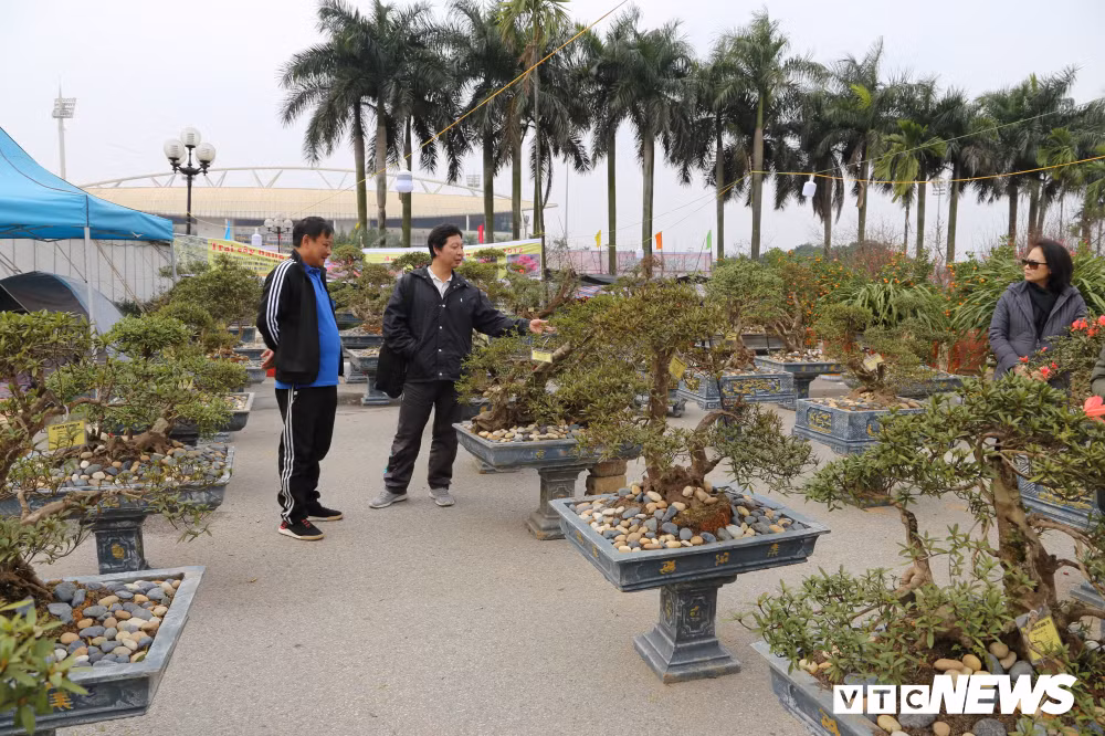 Hiện tại khu vực triển lãm ông Minh có hơn 100 chậu đỗ quyên với các thế khác nhau được bày bán giá từ 10 triệu đồng đến gần 1 tỷ đồng/chậu.