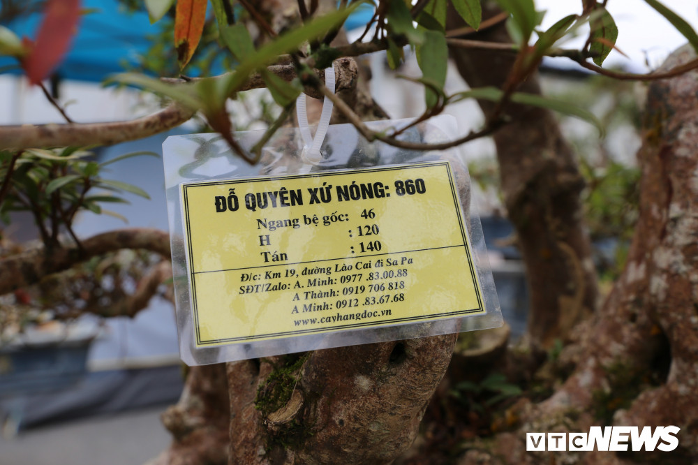 Giá bán 860 triệu đồng cho cây đỗ quyên này. Năm ngoái, có vị khách Thượng Hải sang trả ông Minh gần 1 tỷ đồng để mua đứt cây đỗ quyên cổ thụ này nhưng ông đã quyết định giữ lại để bảo tồn nguồn gen quý và để người Việt có cơ hội sưu tầm.