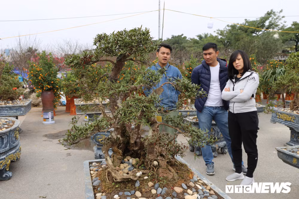 Theo giới chơi cây cảnh, hoa đỗ quyên biểu tượng cho cuộc sống thịnh vượng, phát tài, phát lộc. Ngoài ra, cây còn mang ý nghĩa về phong thủy, xua đuổi những điều xấu, đem đến vận khí tốt lành cho gia chủ nên rất được ưa chuộng trong dịp Tết Nguyên đán.