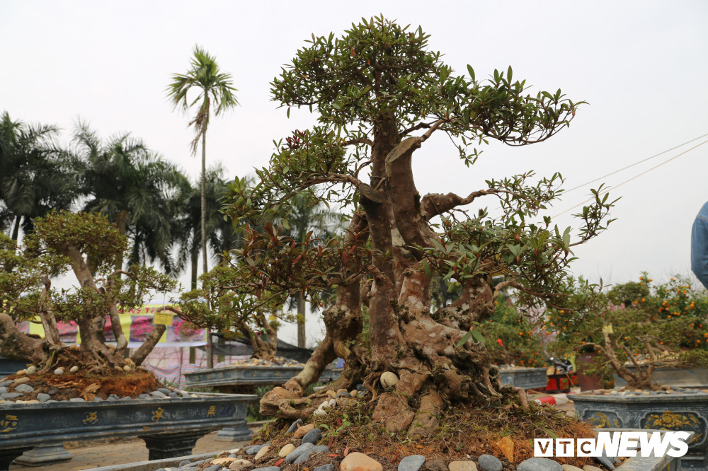 "18 năm qua, cây đỗ quyên cổ thụ luôn nở hoa rực rỡ đúng dịp Tết Nguyên đán và kéo dài trong khoảng 60 ngày. Năm ngoái cây nở hơn 1.000 bông hoa, dự kiến năm nay là 1.500 bông", ông Minh nói.