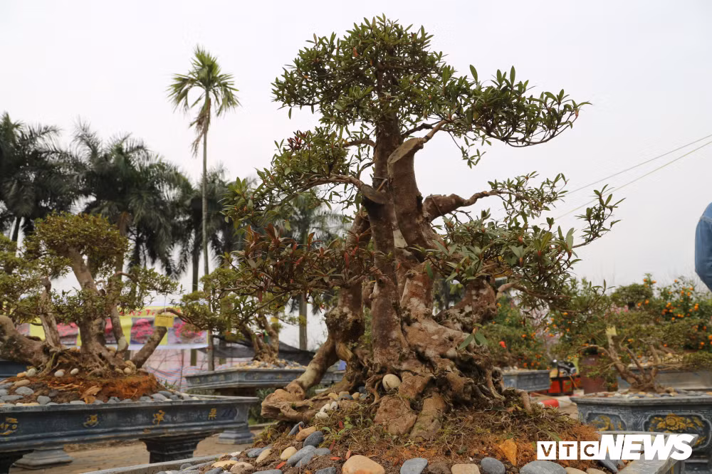 "18 năm qua, cây đỗ quyên cổ thụ luôn nở hoa rực rỡ đúng dịp Tết Nguyên đán và kéo dài trong khoảng 60 ngày. Năm ngoái cây nở hơn 1.000 bông hoa, dự kiến năm nay là 1.500 bông", ông Minh nói.