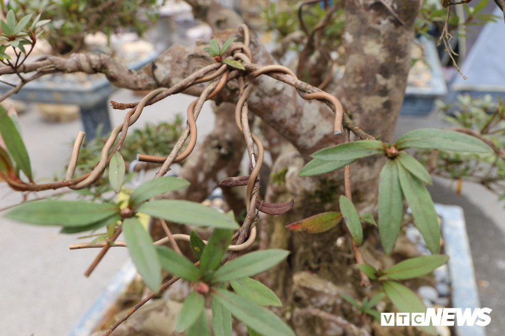 Cây đỗ quyên 400 năm tuổi này được ông Minh tạo tác theo thế quần tụ, thể hiện sự sum vầy.