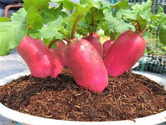 Bỏ ngoài tai, anh quyết tâm khẳng định tên tuổi cho cây kiểng mới. Từ ý nghĩ đó, chàng trai xứ dừa đã đặt cho những chiếc củ cải của mình cái tên vô cùng ý nghĩa là “Củ cải hồng phát”. “Từ củ cải đọc chạy thành “của cải”, Tết mà chưng củ cải thì rước của cải về nhà. Còn màu đỏ thì đem lại sự may mắn, màu xanh thì hi vọng. Khắc thêm chữ lên thân củ để tăng thêm ý nghĩa đem lại những tài – lộc – phát cho gia chủ trong năm mới” – anh Tú giải thích. Ngoài cái tên, anh Tú còn tạo dáng củ cải hồng phát theo kiểu đứng, nằm, cao, thấp và lên chậu sứ để tạo sự bắt mắt cho loại kiểng lạ này. Bên cạnh đó, anh còn khắc lên thân củ những chữ như: Phúc, lộc, thọ, tài, phát,... để tăng thêm phần ý nghĩa cho việc chưng cúng trong những ngày Tết.