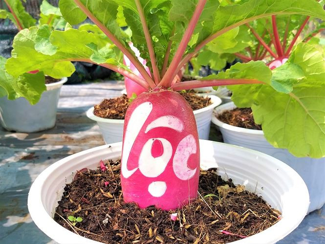 Giai đoạn trồng thử nghiệm ban đầu anh Tú gặp rất nhiều khó khăn. Bởi loại cây này sinh sống ở nơi có khí hậu mát mẻ, còn ở nước ta thì thời tiết khá nóng, lại mưa nhiều. Do đó những ngày đầu, vườn củ cải của anh Tú gần như thiệt hại hoàn toàn. Anh Tú kể: “Lúc đầu ươm giống, cây bị yếu dễ gãy, còn lớn được một chút bị cháy củ, rộp da hoặc có khi không phát triển củ, rồi bị sâu ăn lá, thối củ, thán thư,... bị nhiều thứ lắm. Nhưng trong quá trình làm đi từ thất bại này đến thất bại khác, từ từ rút kinh nghiệm, phải chăm sóc thật cẩn thận, kĩ lưỡng từng giai đoạn thì càng ngày củ càng đẹp”.