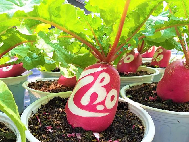 Sau 2 tháng kể từ ngày xuống giống, anh Tú đã cho ra đời những chiếc củ cải màu đỏ, da nhẵn bóng, lá xanh mướt rất đẹp. Đi tiên phong trong việc tạo ra loại kiểng mới, mà lại làm kiểng từ một loại củ được dùng làm thức ăn nên anh Tú gặp phải rất nhiều lời gièm pha từ những người xung quanh cho rằng “Tết ai mà chơi củ cải”.