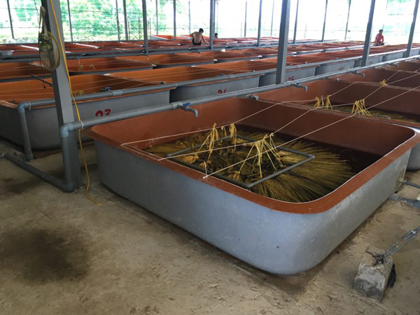 Thanh ty phu nho nuoi con vat co the bien doi tu cai thanh duc