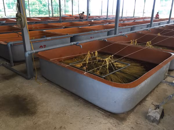 Thanh ty phu nho nuoi con vat co the bien doi tu cai thanh duc