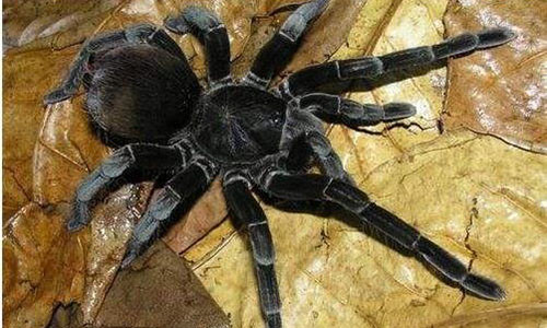 Kiem bon khach nho ban con trung kich doc