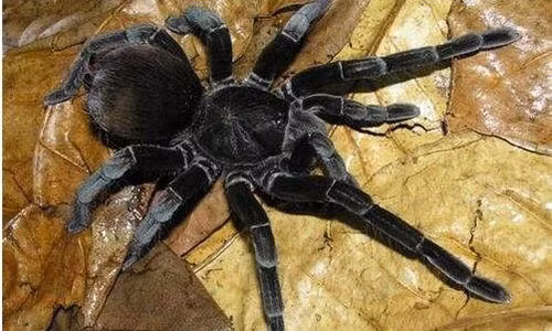 Kiem bon khach nho ban con trung kich doc