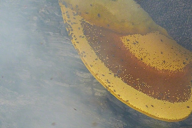 Người lấy mật ong lẫn trong khói dày đặc cầm một thanh tre có buộc một cái liềm để cắt tổ ong rơi ra khỏi vách đá.