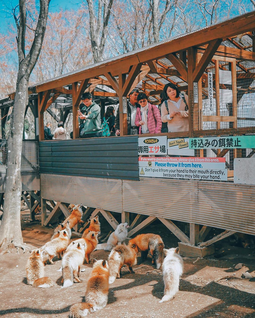 Đó là điều mà bạn vẫn thường được nghe về làng hồ ly. Tuy nhiên, nhiều tổ chức bảo vệ động vật trên thế giới đã lên tiếng kêu gọi đóng cửa địa điểm du lịch này. Lý do đưa ra là những con cáo làng Zao có dấu hiệu bị bạo hành chứ không hoàn toàn dễ thương như vẻ ngoài. Ảnh: Marischkaprue, Wellenodilia.