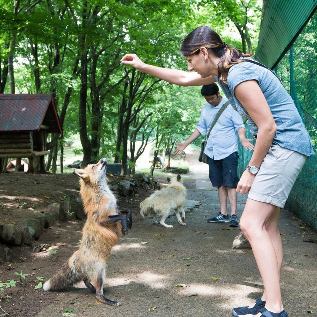 Làng cáo Zao được chia làm hai khu. Ở khu đầu tiên, du khách sẽ bắt gặp những con cáo được nuôi trong lồng. Cáo ở khu còn lại được thả rông, tự do chơi đùa với khách trong khung cảnh thiên nhiên hoang dã. Du khách tới đây có thể chạm vào những con cáo, cho chúng ăn bằng cách mua gói thức ăn giá 100 yen (22.000 đồng) được bán sẵn trong làng. Ảnh: Pinterest.