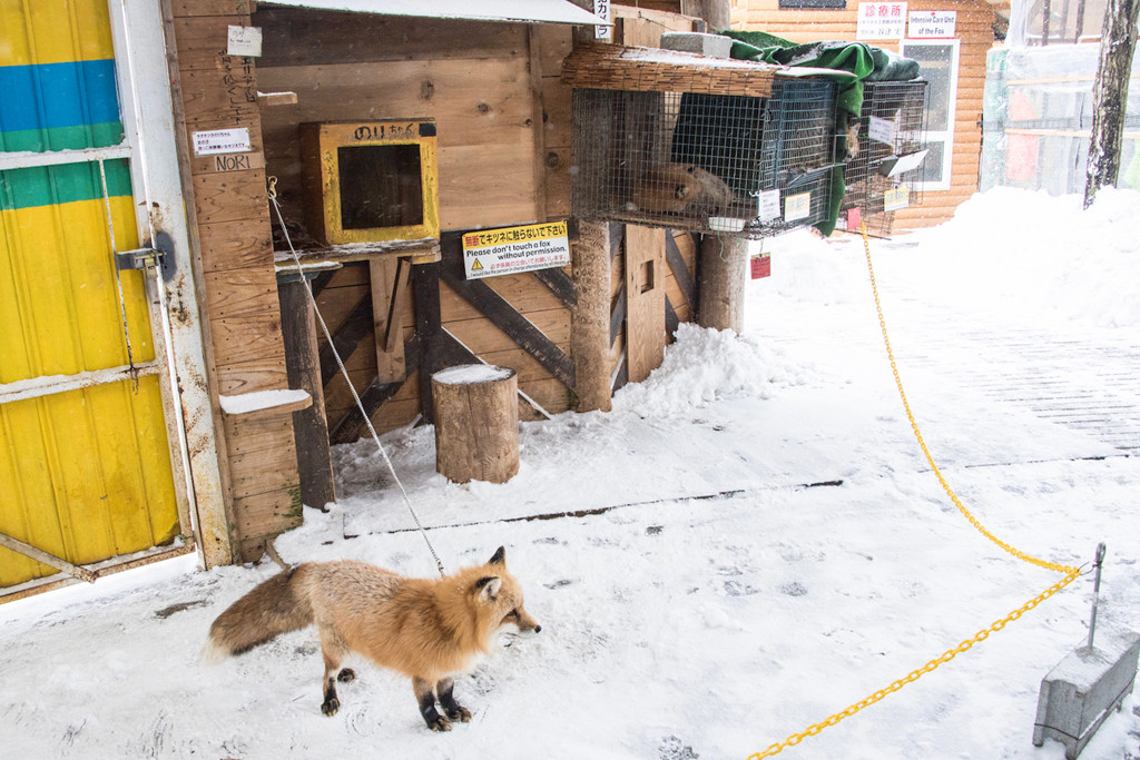 Rob Laidlaw cũng chỉ trích làng cáo đi ngược lại tôn chỉ họ đưa ra. Trên trang chủ, làng Zao tự giới thiệu là cơ sở bảo tồn, hoạt động với mục đích đem đến cho những con cáo cuộc sống tốt hơn. "Từ khi bạn thu phí để khách hàng giải trí bằng động vật, khái niệm khu bảo tồn đã không còn. Đó đơn thuần là công việc để kiếm tiền. Nếu bạn thật sự yêu động vật, nơi này chỉ đem đến sự đau lòng", ông nói. Ảnh: Japan Starts Here.