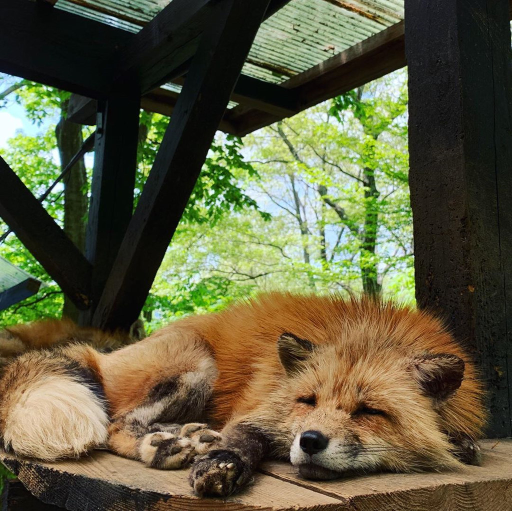 Mùi hương không phải điều gây ức chế duy nhất với du khách tới đây. Hành động và bộ dạng của những con cáo cũng không bình thường. Du khách dễ dàng nhận thấy có nhiều con cáo béo quá mức. Không ít người nhận xét đó là những hình ảnh dễ thương. Tuy nhiên, béo phì chưa bao giờ được xem là dấu hiệu tốt ở cả con người lẫn động vật. Kỷ lục Guinness từng loại hạng mục "thú cưng béo nhất" để tránh việc động vật bị cho ăn quá nhiều. Ảnh: Pinterest.