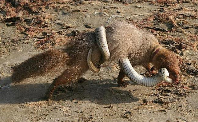 Mangut sống ở miền nam châu Á, châu Phi, miền nam châu Âu, cũng như một số đảo ở Caribe và Hawaii - nơi chúng được con người đưa đến. Trong số đó, châu Phi và Ấn Độ chính là những vùng có nhiều cầy Mangut sinh sống nhất.