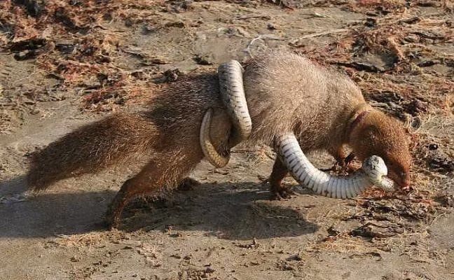 Mangut sống ở miền nam châu Á, châu Phi, miền nam châu Âu, cũng như một số đảo ở Caribe và Hawaii - nơi chúng được con người đưa đến. Trong số đó, châu Phi và Ấn Độ chính là những vùng có nhiều cầy Mangut sinh sống nhất.