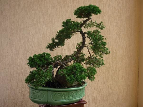 5 loai cay phong thuy dep may cung khong ruoc vao nha-Hinh-2