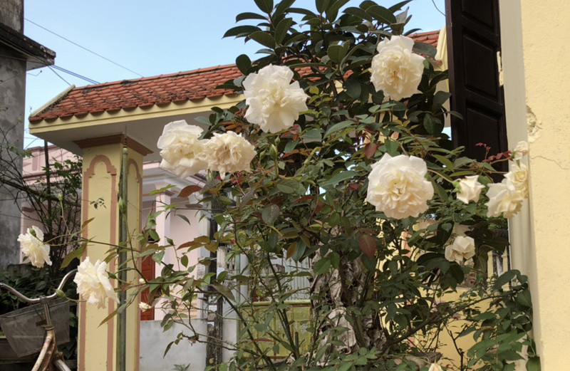 Thất vọng vì vợ ích kỷ, không cho chị chồng vay 200 triệu mua ô tô.