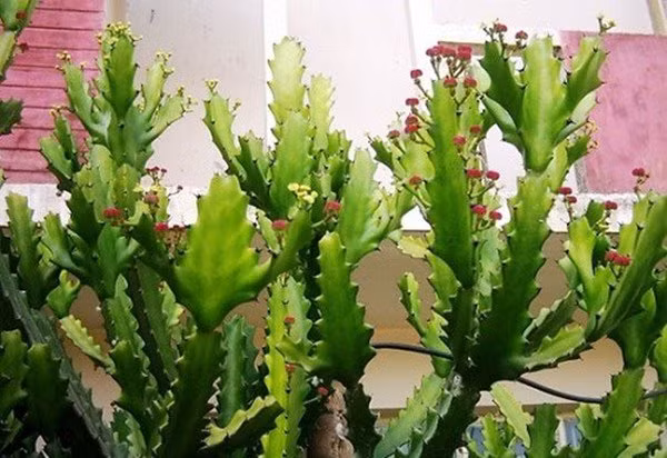 5 loai cay tuyet doi khong trong truoc nha 3 thang cuoi nam-Hinh-2