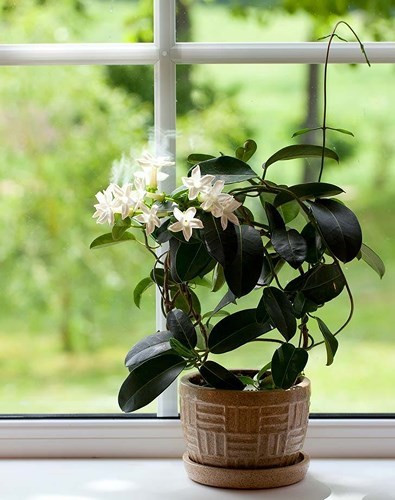 Phòng ngủ: Cây hoa nhài là vật trang trí đáng yêu trên tủ quần áo hoặc bậu cửa sổ. Các nhà nghiên cứu Đức cho biết mùi hương của hoa nhài có hiệu quả làm giảm bớt sự lo lắng và giúp ngủ ngon hơn, nó cũng có khả năng kích thích ham muốn tình dục.