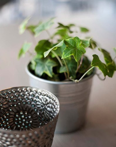 Phòng khách: Cây thường xuân. Cây này có khả năng hút bụi, lông vật nuôi và một số nguyên nhân gây dị ứng khác.