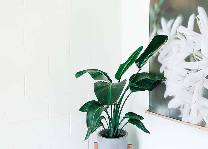 Văn phòng: Hoa thiên điểu. Một nghiên cứu năm 2011 cho thấy trồng loại cây này trong văn phòng có thể ngăn ngừa mệt mỏi và cải thiện sự tập trung.