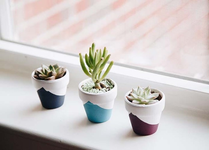 Phòng giải trí: Cây sen đá. Là một trong những loài cây chăm sóc đơn giản, không tốn thời gian, chỉ một chậu sen đá nhỏ đặt trên bàn làm việc, bạn sẽ thấy không gian sống tươi mát hơn